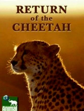 Возвращение гепарда / Return of the Cheetah