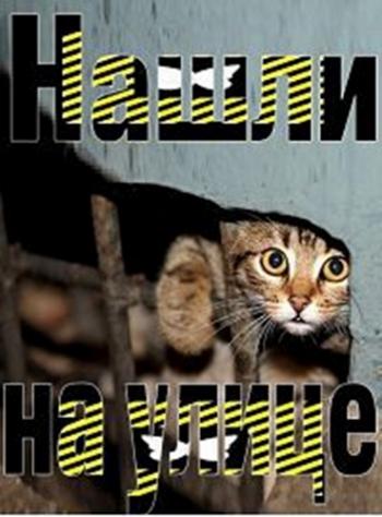 Нашли на улице