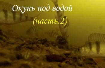 Окунь под водой. часть 2