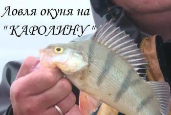 Ловля окуня на Каролину