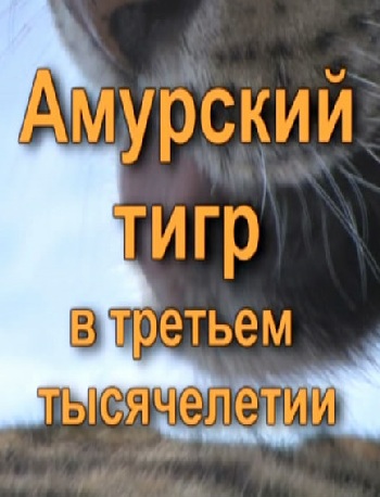 Амурский тигр в третьем тысячелетии