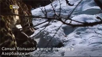 Самый большой в мире леопард в Азербайджане / NAT GEO WIND. The biggest leopard in the world in Azerbaijan VO