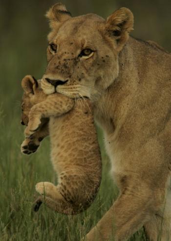 Последние львы / The Last Lions VO + ENG