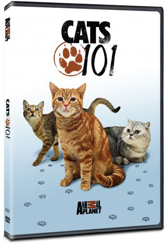 Введение в котоводство / Cats 101