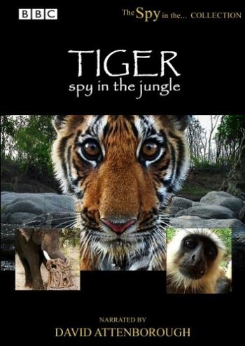 BBC. Тигр - Шпион джунглей. / Tiger - Spy in the Jungle