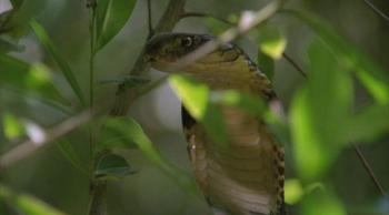 Королевская кобра / King cobra & I