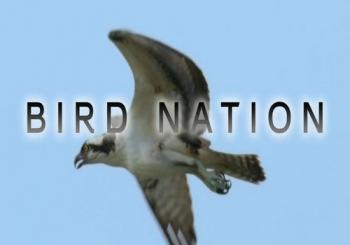 Птичья популяция / Bird Nation VO