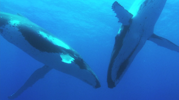 Дельфины и киты / Dolphins and Whales: Tribes of the Ocean DUB