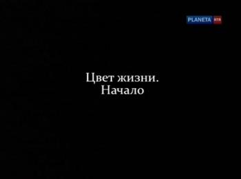 Цвет жизни. Начало