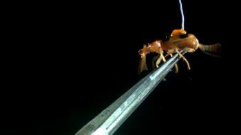 Самые большие и страшные жуки в мире / The World's Biggest and Baddest Bugs