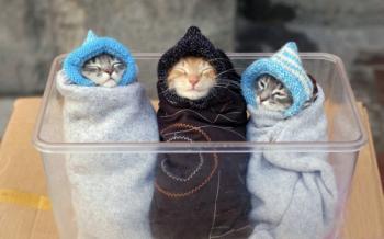 Обои для рабочего стола - Коты / Cats Wallpapers (часть 3)