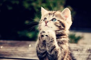 Обои для рабочего стола - Коты / Cats Wallpapers (часть 4)