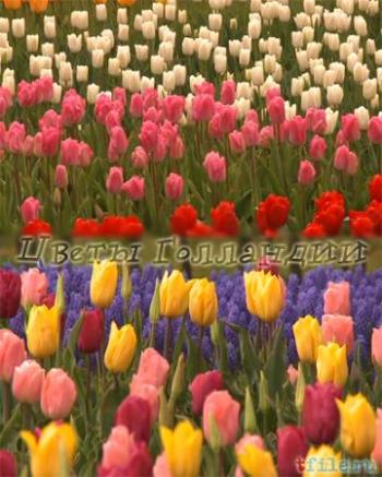 Цветы Голландии (6 эпизодов из 6) / Flowers of Holland