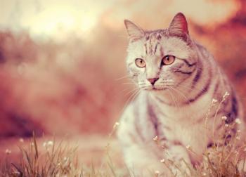 Обои для рабочего стола - Коты / Cats Wallpapers (часть 5)