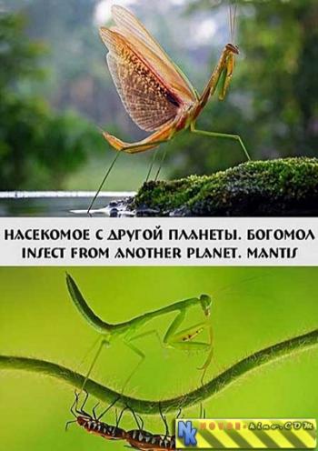 Инопланетное насекомое. Богомол / Insect from another planet. Mantis