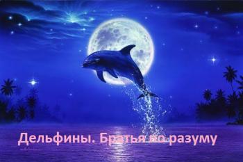 Дельфины. Братья по разуму / Dolphin. A too perfect hero