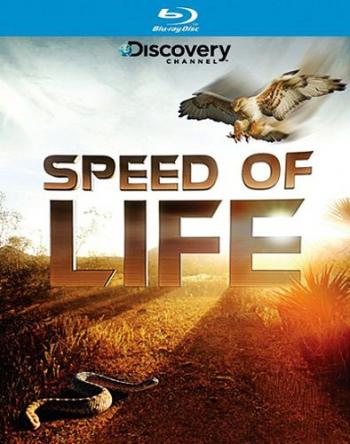Скорость жизни (1 сезон) / Speed of Life