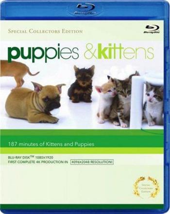 Щенки и котята / Puppies & Kittens