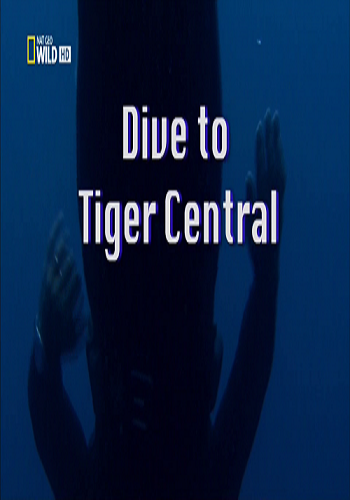 Погружение в царство тигровых акул / Dive to Tiger Central VO