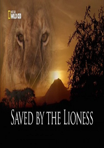 Спасённый львицей / Saved By The Lioness VO