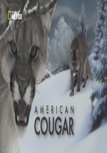 Американская пума / American Cougar VO
