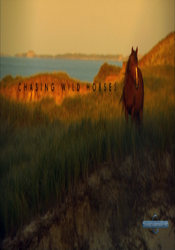 Дикие лошади острова Сейбл / Chasing wild horses VO