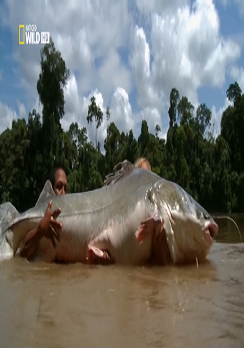 Охотник на пресноводных гигантов. Сом-великан / Fish warrior. Colossal Catfish VO