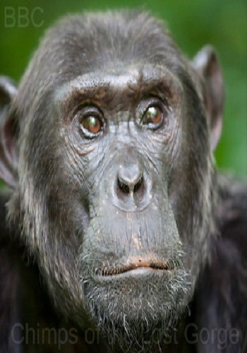 Шимпанзе - есть ли выход? / Chimps of the Lost Gorge VO