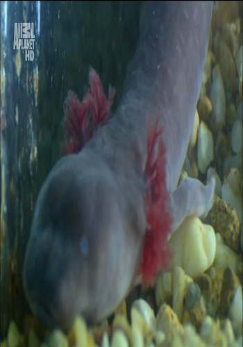 Необычные животные Ника Бейкера. Рыба-человек / Unusual Animals Nick Baker. The fish-man VO