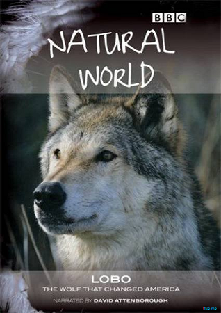 Лобо: Волк, который изменил Америку / Lobo: The Wolf that Changed America VO