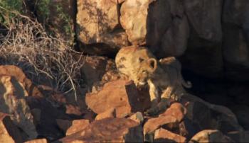 Львы пустыни / Desert Lions