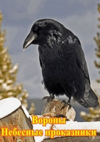 Вороны: небесные проказники / Ravens: Rascals of the skies VO