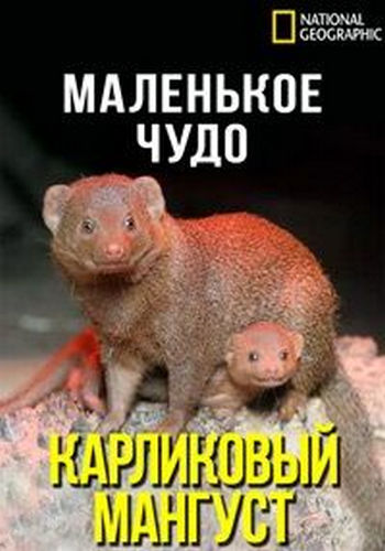 Маленькое чудо: Карликовый мангуст / Little Wonder. The Mini Mongoose VO