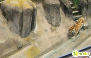 Сбежавший тигр / Zoo Tiger Escape VO