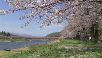 Романтичная весна, Цветение сакуры в Японии / Cherry Blossoms Romance