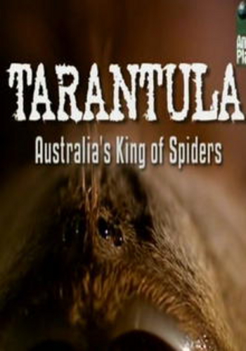Animal Planet: Тарантул- Австралийский король пауков / Animal Planet: Tarantula- Australia's King of Spiders VO