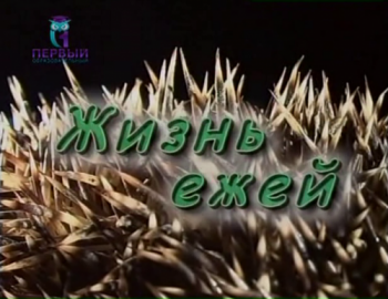 Жизнь ежей