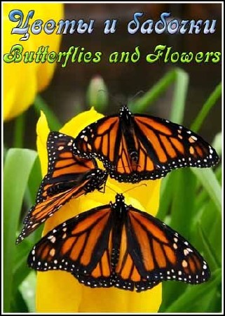 Цветы и бабочки / Butterflies and Flowers