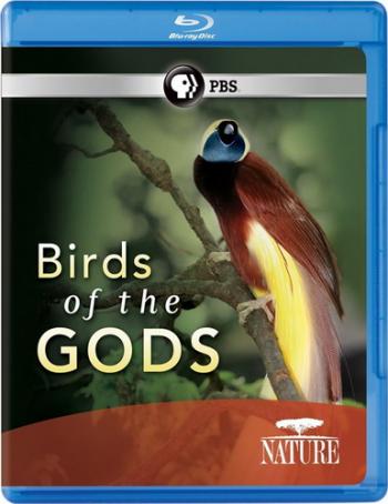 Птицы рая / Birds of Paradise DVO