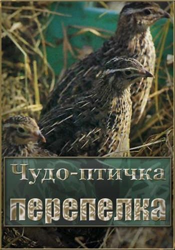 Чудо-птичка перепелка
