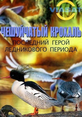 Чешуйчатый крохаль. Последний герой ледникового периода / Chinese Merganser. Survivor from the Ice Ages VO