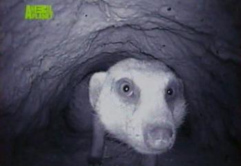 Поместье сурикат. Следующее поколение. / Meerkat Manor. Next Generation. 2008