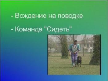 Немецкая овчарка / Немецкая овчарка