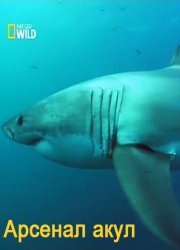Арсенал акул. Механизм нападения / Great White Code Red MVO