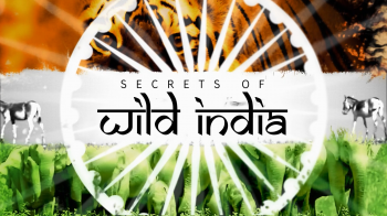 Тайны дикой природы Индии: Львы пустыни / Secrets of Wild India: Desert Lions VO