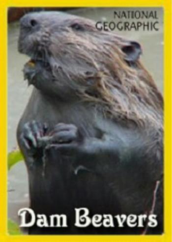 National Geographic: Бобровая плотина / Dam Beavers
