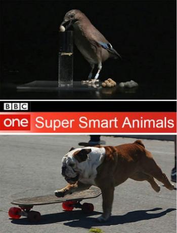 Гении из царства животных (2 серии из 2) / Super Smart Animals DUB