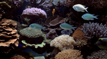 Морской аквариум / Marine Aquarium