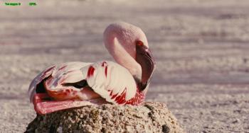 Пурпурные крылья: Тайна фламинго / The Crimson Wing: Mystery of the Flamingos VO