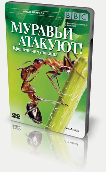 BBC: Муравьи атакуют! / BBC: Ant Attack!